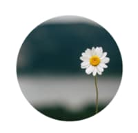 picto marguerite